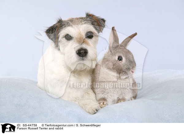 Parson Russell Terrier and rabbit / SS-44758