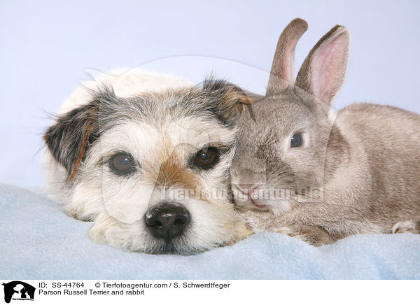 Parson Russell Terrier and rabbit / SS-44764