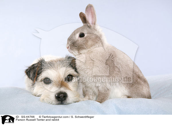 Parson Russell Terrier and rabbit / SS-44766