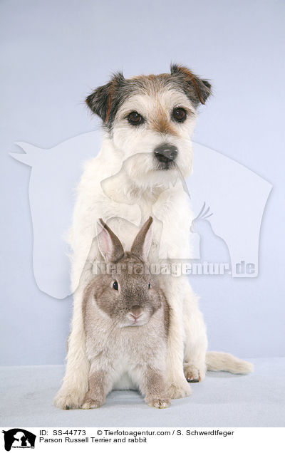 Parson Russell Terrier and rabbit / SS-44773