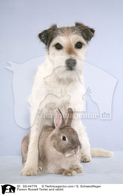 Parson Russell Terrier and rabbit / SS-44776