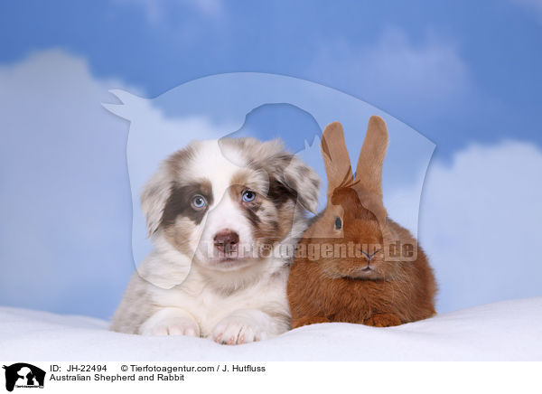 Australian Shepherd and Rabbit / JH-22494