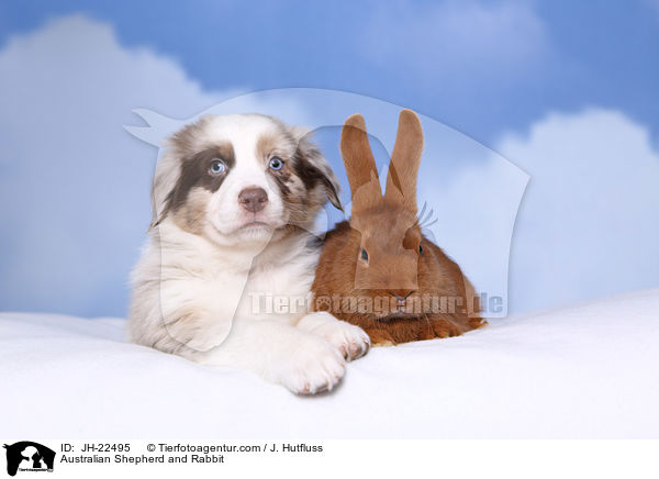Australian Shepherd and Rabbit / JH-22495