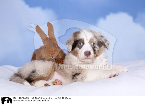 Australian Shepherd and Rabbit / JH-22499