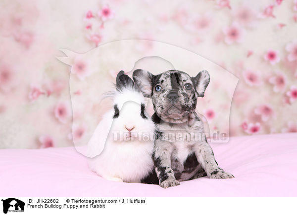 French Bulldog Puppy and Rabbit / JH-22682