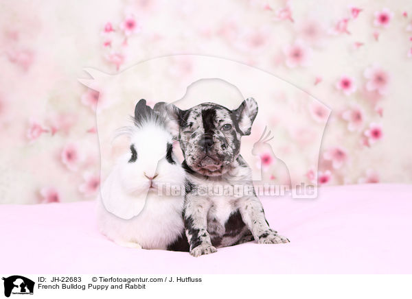 French Bulldog Puppy and Rabbit / JH-22683