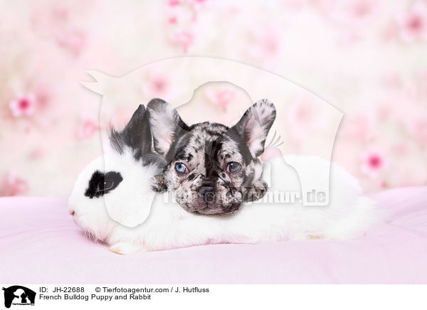French Bulldog Puppy and Rabbit / JH-22688