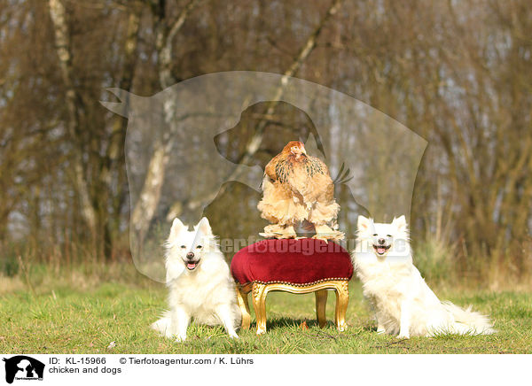 chicken and dogs / KL-15966
