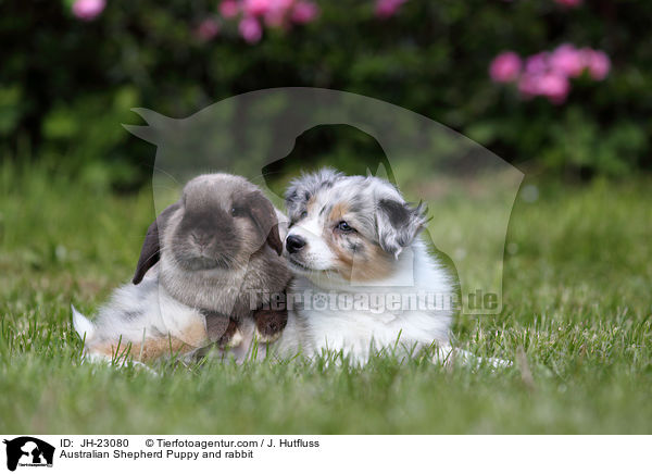 Australian Shepherd Puppy and rabbit / JH-23080