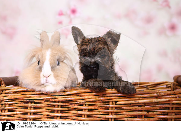Cairn Terrier Puppy and rabbit / JH-23264