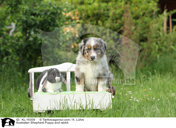 Australian Shepherd Puppy and rabbit / KL-16309