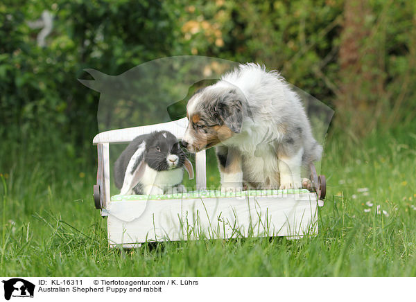 Australian Shepherd Puppy and rabbit / KL-16311