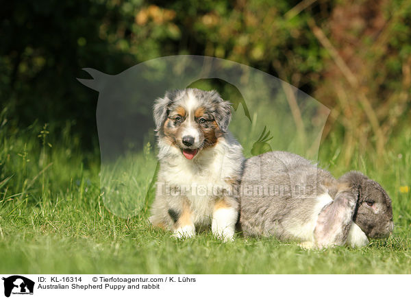 Australian Shepherd Puppy and rabbit / KL-16314