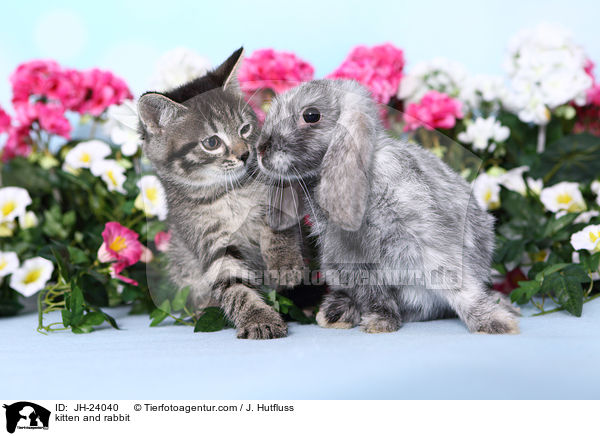 kitten and rabbit / JH-24040