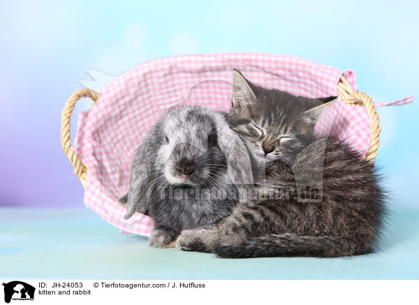 kitten and rabbit / JH-24053
