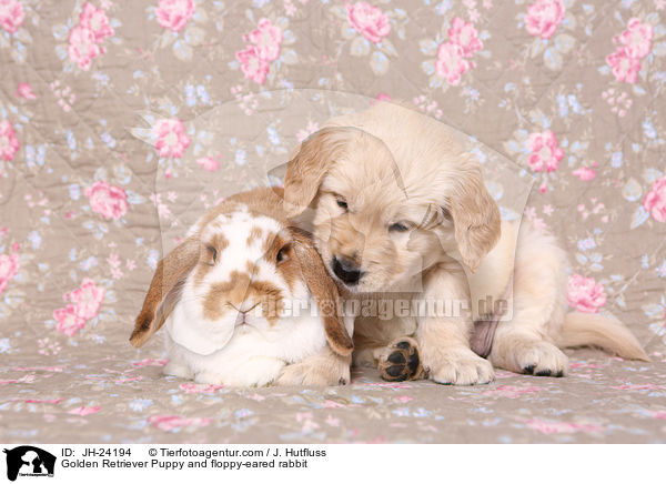 Golden Retriever Puppy and floppy-eared rabbit / JH-24194