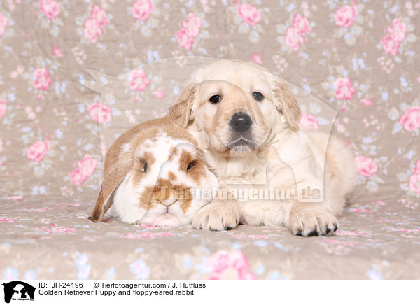 Golden Retriever Puppy and floppy-eared rabbit / JH-24196