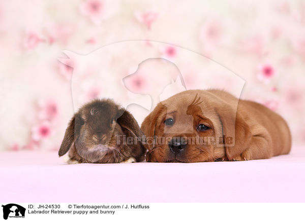 Labrador Retriever puppy and bunny / JH-24530
