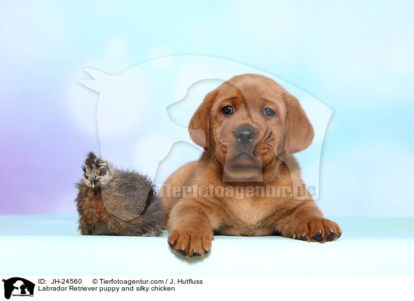 Labrador Retriever Welpe und Seidenhuhn / Labrador Retriever puppy and silky chicken / JH-24560