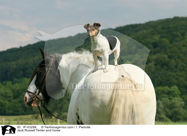 Jack Russell Terrier and horse / IP-03298