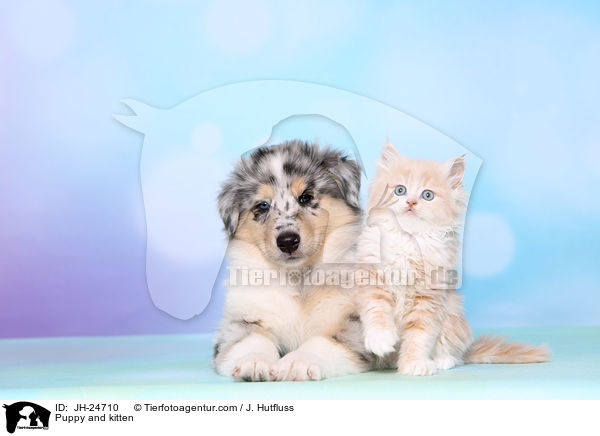 Puppy and kitten / JH-24710