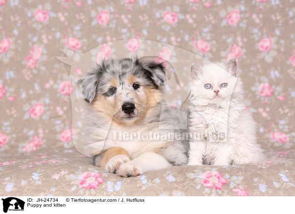 Puppy and kitten / JH-24734
