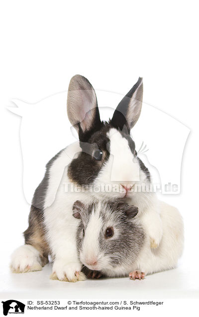 Netherland Dwarf and Smooth-haired Guinea Pig / SS-53253