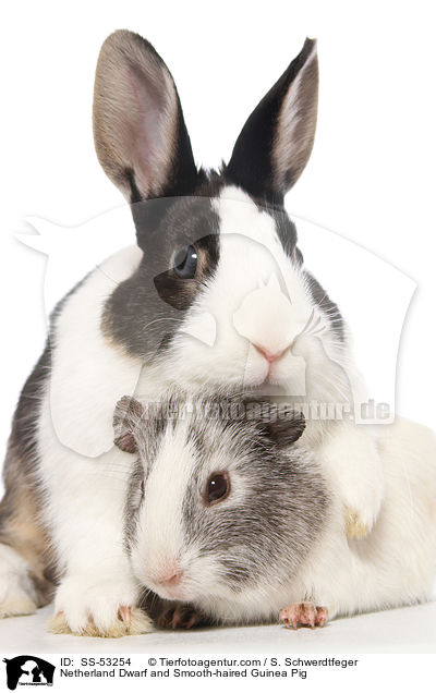 Netherland Dwarf and Smooth-haired Guinea Pig / SS-53254