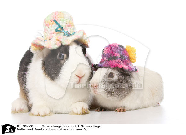 Netherland Dwarf and Smooth-haired Guinea Pig / SS-53266