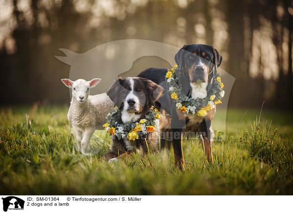 2 dogs and a lamb / SM-01364