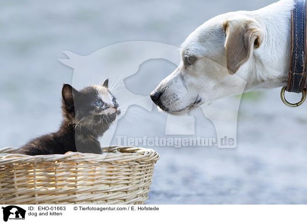 dog and kitten / EHO-01663
