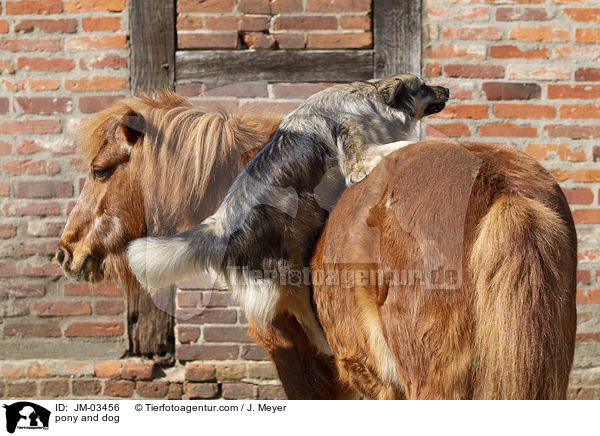pony and dog / JM-03456