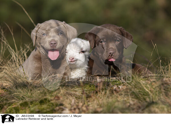 Labrador Retriever and lamb / JM-03498