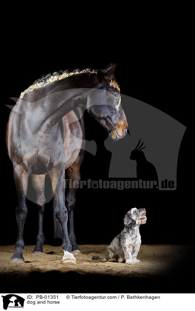 Hunde und Pferd / dog and horse / PB-01351