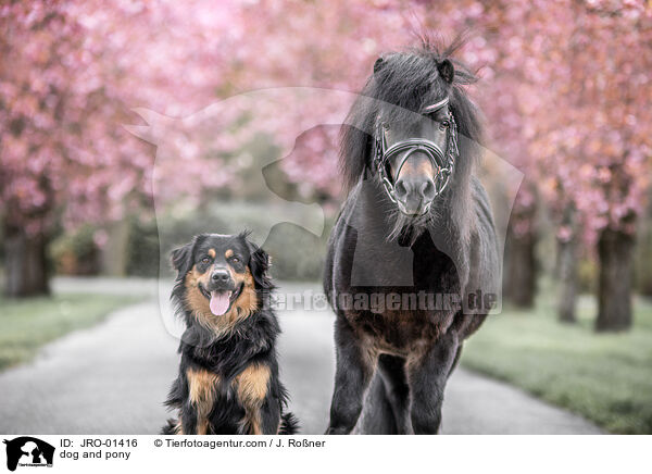 dog and pony / JRO-01416