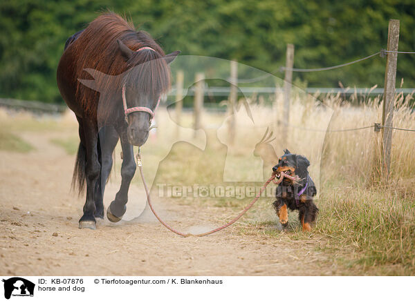 horse and dog / KB-07876