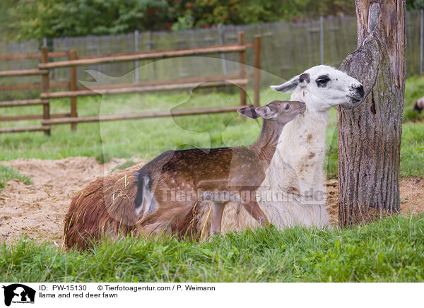 llama and red deer fawn / PW-15130