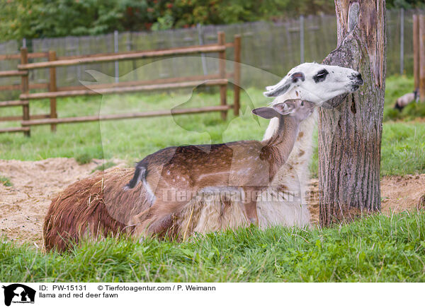 Lama und Rothirschkalb / llama and red deer fawn / PW-15131