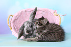 kitten and rabbit