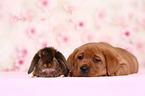 Labrador Retriever puppy and bunny