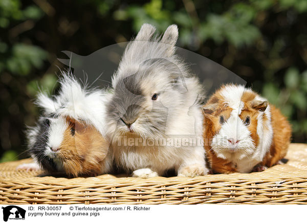 pygmy bunny and guinea pigs / RR-30057