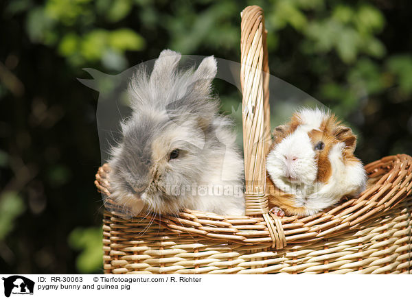 pygmy bunny and guinea pig / RR-30063