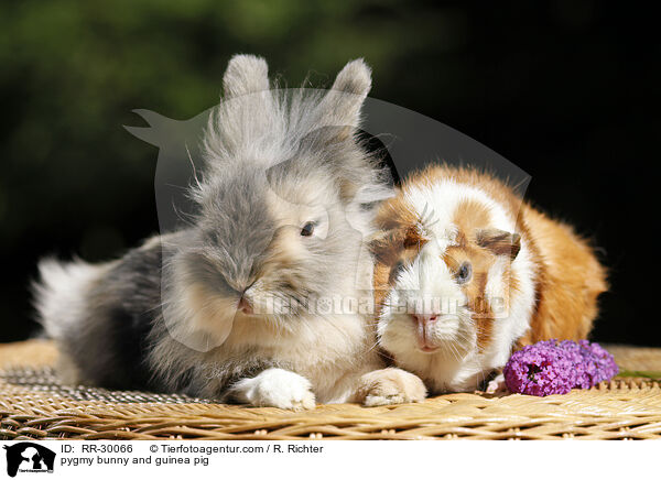 pygmy bunny and guinea pig / RR-30066