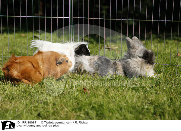 pygmy bunny and guinea pigs / RR-30087