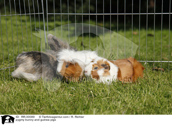pygmy bunny and guinea pigs / RR-30089