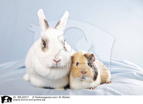 pygmy bunny and guinea pig / RR-30517