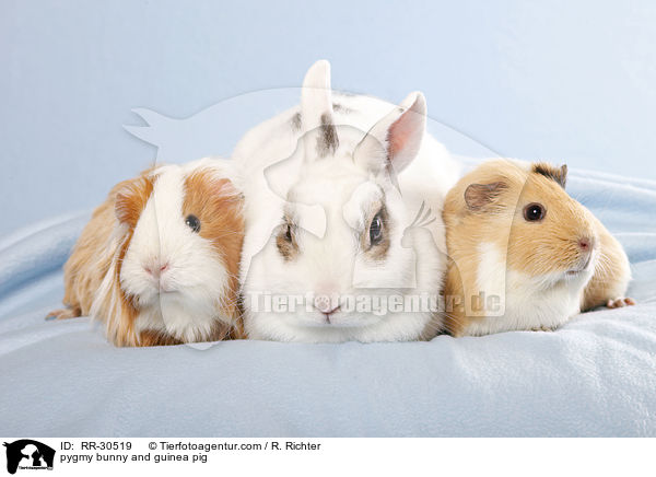 pygmy bunny and guinea pig / RR-30519
