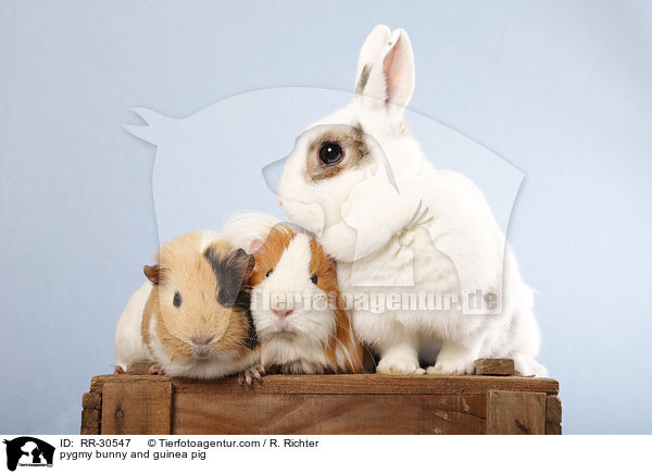 pygmy bunny and guinea pig / RR-30547
