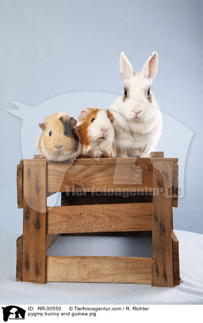 pygmy bunny and guinea pig / RR-30550