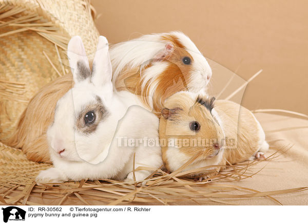 pygmy bunny and guinea pig / RR-30562